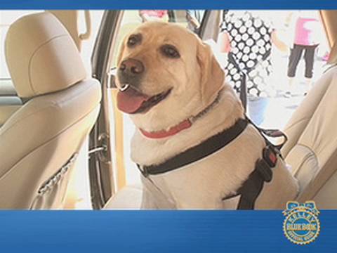 blue book cars blue book cars