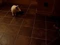 ボール猫動画