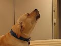 Sammy the Singing Labrador