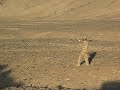 FIRING AN ANA RPG IN AFGHANISTAN