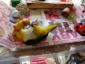 Caique playing on her back
