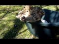 Lion Cubs In A Bucket