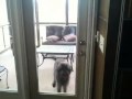 2010-03-09 | congo labradoodle door ~> what we come home to (<span>0:)
