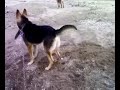 rocky61 ve e?i bordomavi