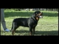 Total  rottweiler -Dante Crni Lotos