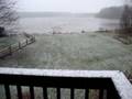 videos de Miigrating Tundra Swans.MPG