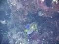 keramas17aug-royal_angelfish.ASF