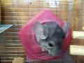 Chinchilla Dust Bath - Robert