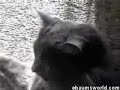 Tourettes Cat [Slowed]!!!