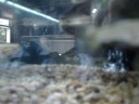 Baby Nothern Pikes and Guppies