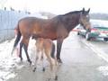 My horse and friend Disa