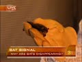 Bats In Northeast Dying Off