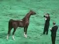 US Arabian Junior Breeding Stallions 3-5 Part 1 US Arabian Junior Breeding Stallions 3-5 Part 1
