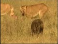 lions and hyenas