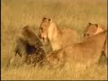 lions and hyenas