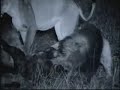 lions and hyenas