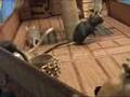 Gerbils of the Caribbean