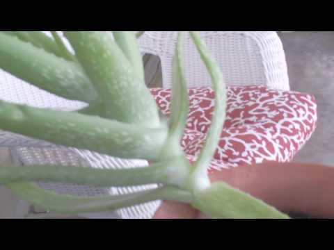 how to replant an aloe plant