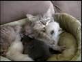 仔猫:04