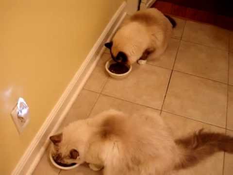 Now Grain Free Adult Cat Food Floppycats.com Review 0 Now Grain Free Adult Cat Food Floppycats.com Review