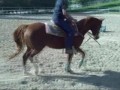 My Shyla