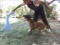 Pastor Belga Malinois video