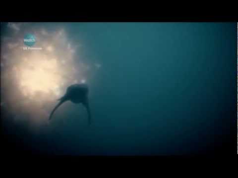 liopleurodon - The king of the Jurassic Seas has finally made his appearance on Primeval. The Liopleurodon is a large carnivourous marine reptile whose sheer size and stren...