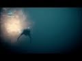 Primeval: A Liopleurodon Tribute