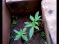 Plantinha cannabis sativa