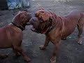 kingdomdogues.com