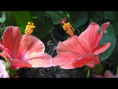 how to collect hibiscus seeds