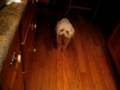 Murphy Begs for food Murphy Begs for food