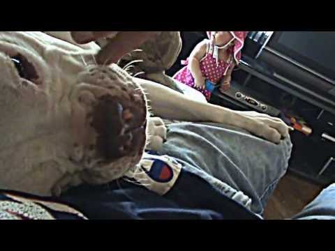 bullmastiff