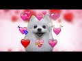 you so precious when you bork ❤️