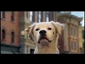 Super Bowl | Budweiser - Clydesdale