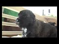 Bouvier des Flandres/3weeks old-siesta/ Bouvier des Flandres/3weeks old-siesta/