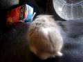 videos de Olah R.I.P