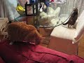 Mexican Standoff Volume II Cats Dogs
