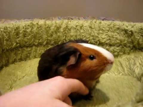 how to treat guinea pig mites