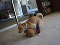 Berenstain Bear Hump