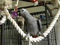 Kaja- Crazy bird ! (szalona) Kaja- Crazy bird ! (szalona)
