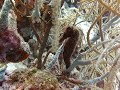 Seahorse