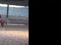 Dun it with spark and Katy bugs twist  training stops