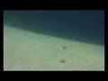 videos de Tauchen im Roten Meer 7 von 7