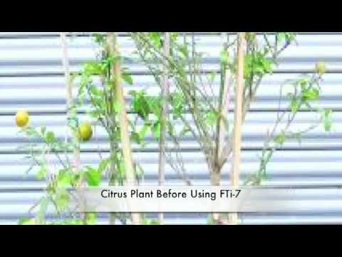 how to fertilize rice plant