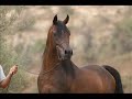 الحصان العربي   الخيل العربيه  المصريهنور ال دين ابن الفحل المرام nour al dinסוס ערבי מצרי בן של אלמראם
