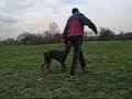 dogs