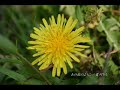 夏川りみ - あの花のように