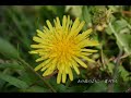 夏川りみ - あの花のように