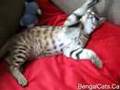 Bengal Kitten Playing With Feathers